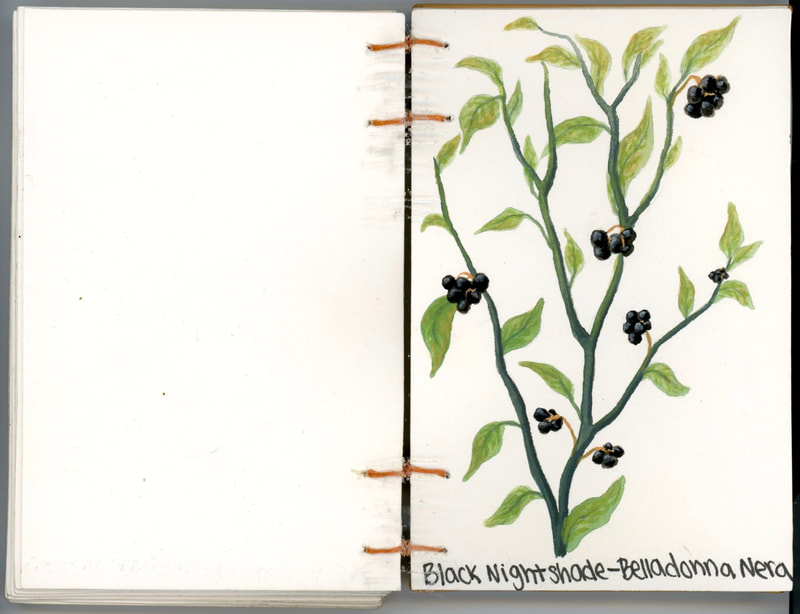 "La Flora e Fauna di Trastevere: Belladonna Nera," (2019) Watercolor gouache, and pen on paper, 5x7 in. 